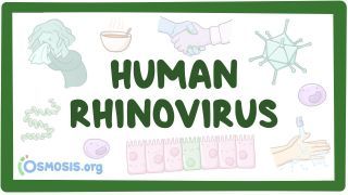 Video poster for Rhinovirus