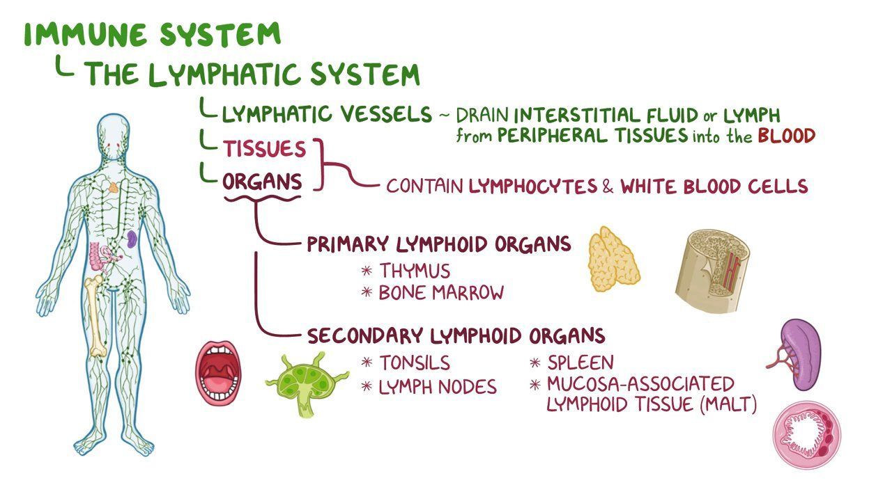 Thymus histology Osmosis